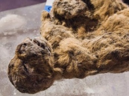 Корейские ученые собираются клонировать вымершего пещерного льва