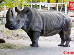 Печальные известия из Киевского зоопарка: старейший носорог в Европе тяжело больна