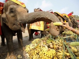 В Таиланде проходит День слонов