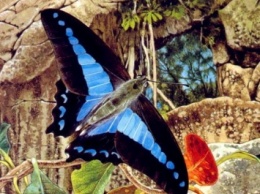Ученые: Самцы бабочек могут различать рекордное количество цветов