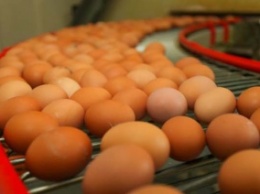 В Украине сократилось производство мяса, яиц и молока