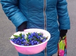 В Кременчуге прохожие и полиция «наказали» продавщицу краснокнижных первоцветов
