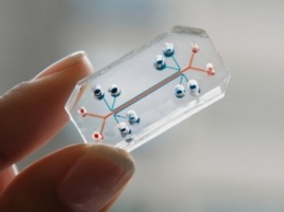 Канадские ученые создали первые трехмерные «органы-на-чипе»