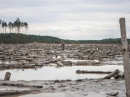 Сколько гектаров леса уничтожено в двух прифронтовых районах Луганщины?