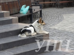Бездомных собак в Ужгороде стерилизуют