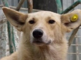 С помощью волонтеров в Кривом Роге стерилизовали первых 50 бездомных собак за бюджетные деньги (ФОТО)