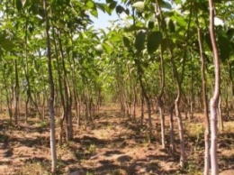 Фермеров Днепропетровщины научат становиться ореховыми миллионерами