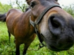 На Черниговщине полиция задержала похитителя лошадей