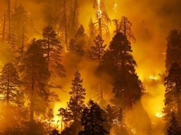 Спасатели потушили лесной пожар в Днепропетровской области