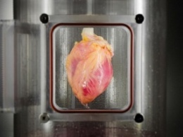 Ученые будут выращивать человеческие сердца из стволовых клеток