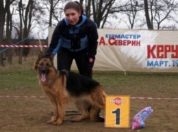 В Бердянске прошла племенная выставка собак