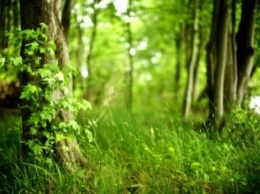Житомирщина готовится к весенней посадки лесов