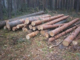 В Житомирской обл. налоговая милиция изъяла лесоматериалы на сумму 2 млн грн