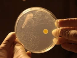 Обнаружена бактерия, быстро размножающаяся в космосе