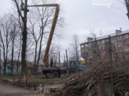 На следующей неделе в Красноармейске (Покровске) определят кто будет пилить деревья и бюджетные средства