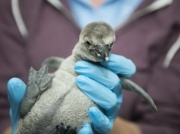 В Московском зоопарке у африканских пингвинов появилось потомство