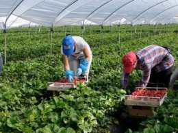 Украинцам будет сложнее получить сезонную работу в Польше