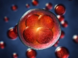 Ученые обнаружили различия в клетках двухдневного эмбриона