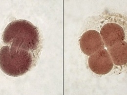 Учеными найдены различия в клетках двухдневного эмбриона
