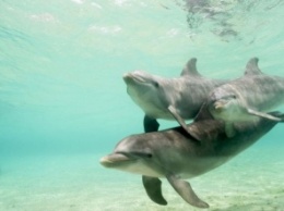 В Грузии зафиксирована массовая гибель дельфинов