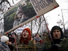 В Польше планируют вырубку в Беловежской пуще