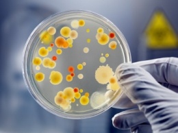 Ученые обнаружили более ста вирусов, способных заменить антибиотики