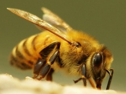 Ученые обнаружили у пчел сигнал о приближении врага