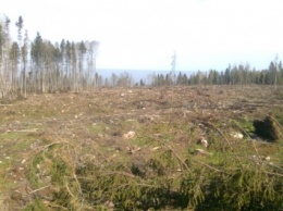 Правительство решило уничтожить остатки украинских лесов: в Раду подан законопроект