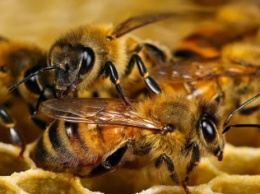 Ученые: Пчелы предупреждают друг друга об опасности с помощью специальных сигналов