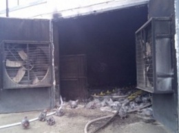 В Запорожье из-за пожара погибли 5 тысяч кур