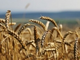 Группировка фермеров незаконно реализовала зерновых и подсолнечника на десятки миллионов