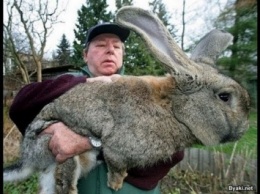 В США живут два самых больших кролика в мире