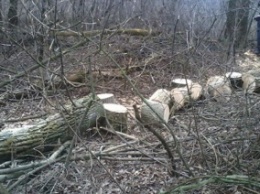 На Днепропетровщине незаконной вырубкой деревьев занимались железнодорожники