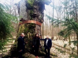 Самый старый дуб Украины оказался перед угрозой уничтожения из-за копателей янтаря
