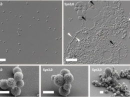 Ученым впервые создали искусственное живое существо