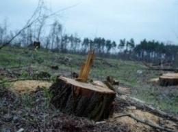 Министр агрополитики: «На Херсонщине следует запретить любые рубки до улучшения ситуации и высадки новых лесов»