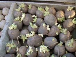 В Крым не пустили полтонны небезопасного картофеля из Украины