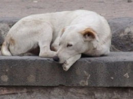 За год в Ялте выловили почти 500 бродячих собак