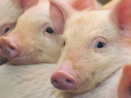 Вспышку африканской чумы свиней зафиксировали в Сумской области