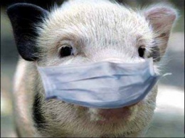 На Сумщине зафиксирована вспышка африканской чумы свиней