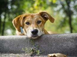 Львовский стартап работает над онлайн-базой для учета и помощи бездомным животным