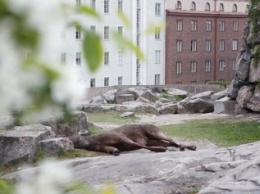 Лось выпал из окна банка в центре Хельсинки