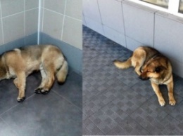 Брошенный пес продолжает ждать своего хозяина в аэропорту Камчатки