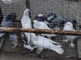 В Северодонецке прошла выставка голубей (ФОТО)