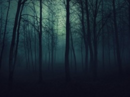 Спят ли деревья по ночам?