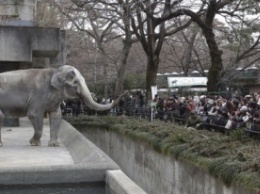 В Японии умерла самая старая слониха на планете