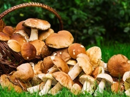 В области зафиксированы первые случаи отравления грибами