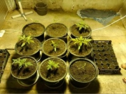 Сезон конопли в разгаре: только за выходные правоохранители выявили две плантации с наркосодержащими растениями