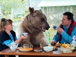 23 года назад семья из России приютила медведя, и они до сих пор живут вместе
