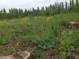 В Одесской области незаконно вырубили сосновый лес (ФОТО)